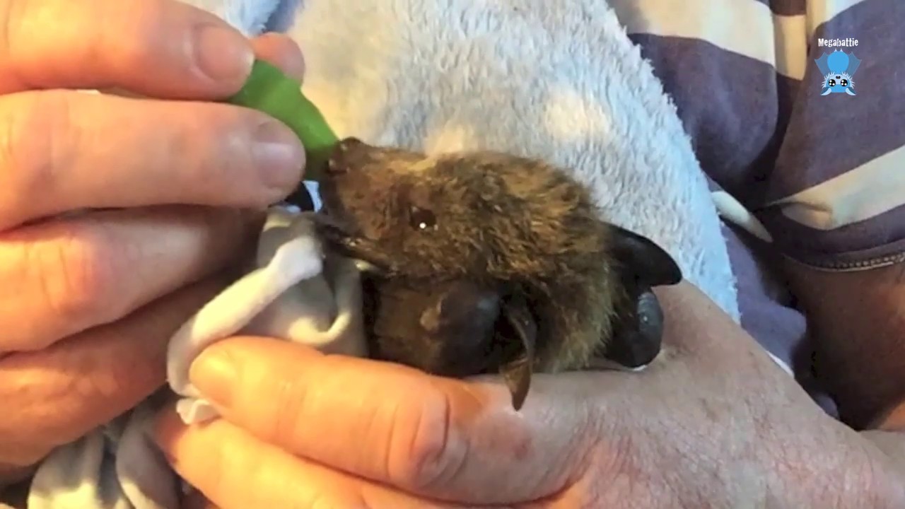 Newly rescued baby flying-fox:  this is Romeo