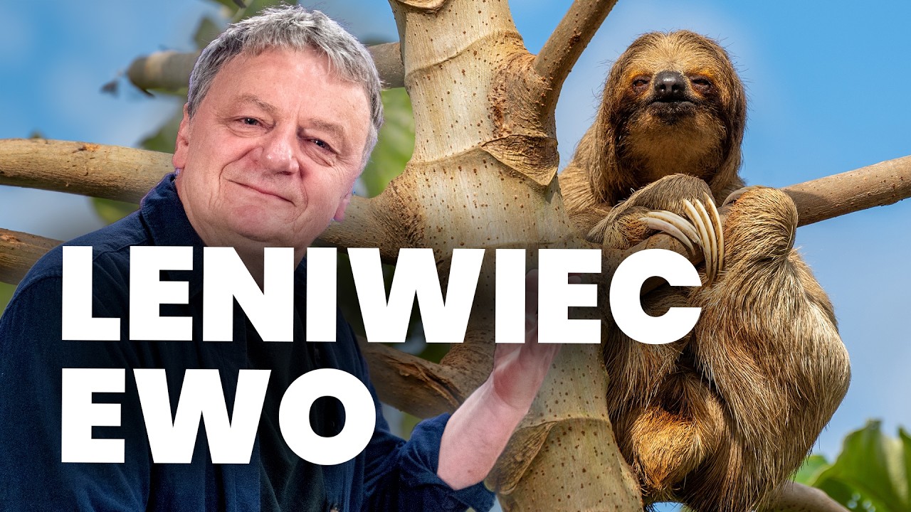 Leniwiec Ewo - Felieton Tomasza Olbratowskiego