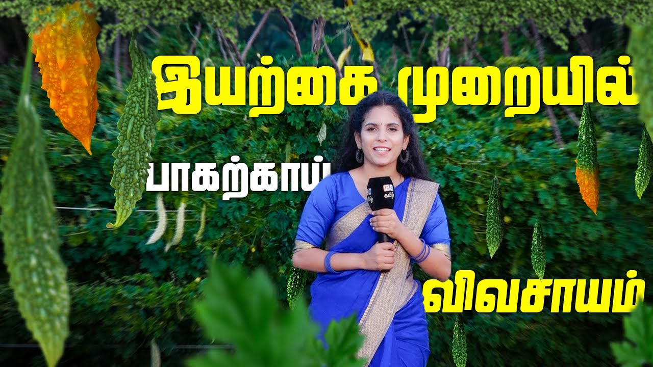 இயற்கை முறையில் பாகற்காய் விவசாயம் / IBC TAMIL/ ER NILAM/ MAITHILY | Bitter gourd farming