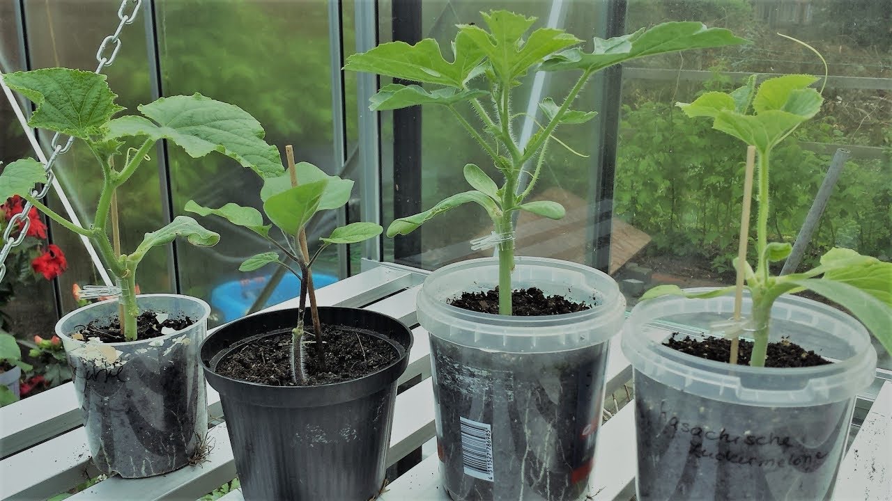 Gemüseveredelung / Zwischenbericht über die veredelten Gurken, Wasser- und Honigmelonen, Aubergine