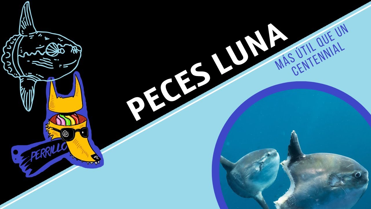 Mola Mola: ¿Que soy un inútil? ¿Y eso quién lo decidió? | Ep 56 | CULTURA COLMILLUDA