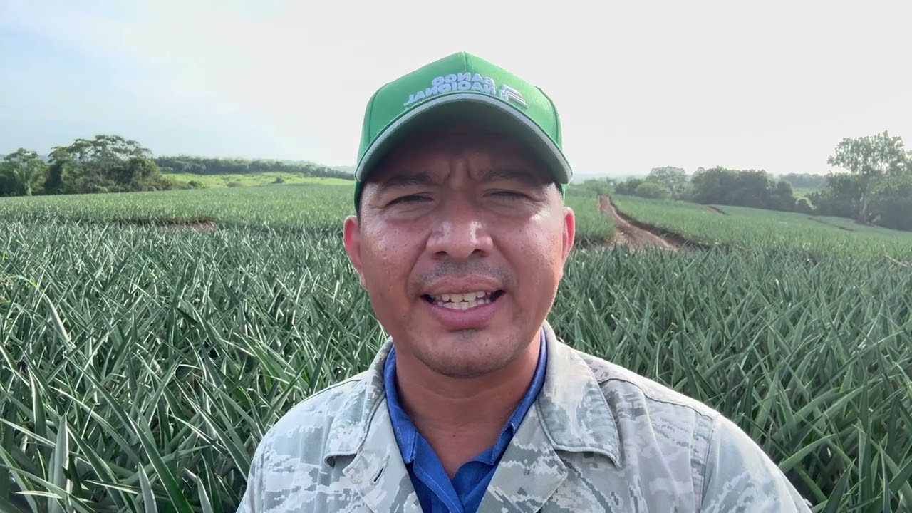 Fertilizante Yara Mila Complex en piña pre forzamiento