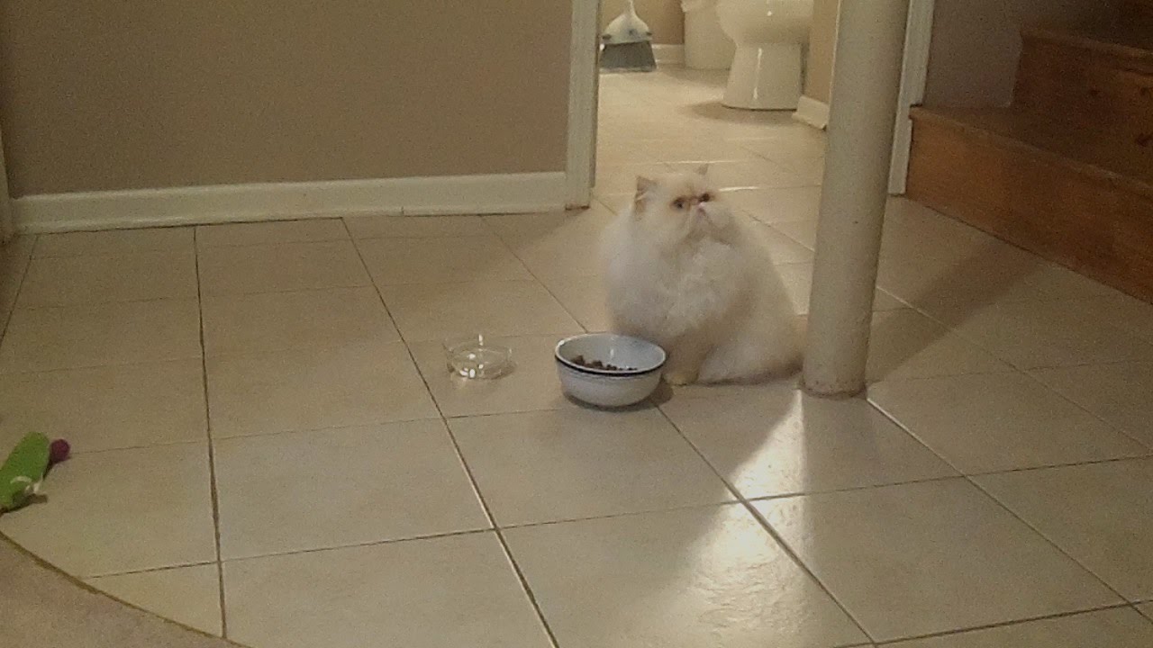 Abbey Goes Hunting --cutie kitty