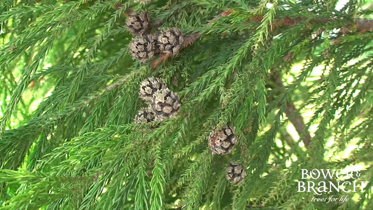 Grower Seth Cryptomeria Japonica 'Yoshino'