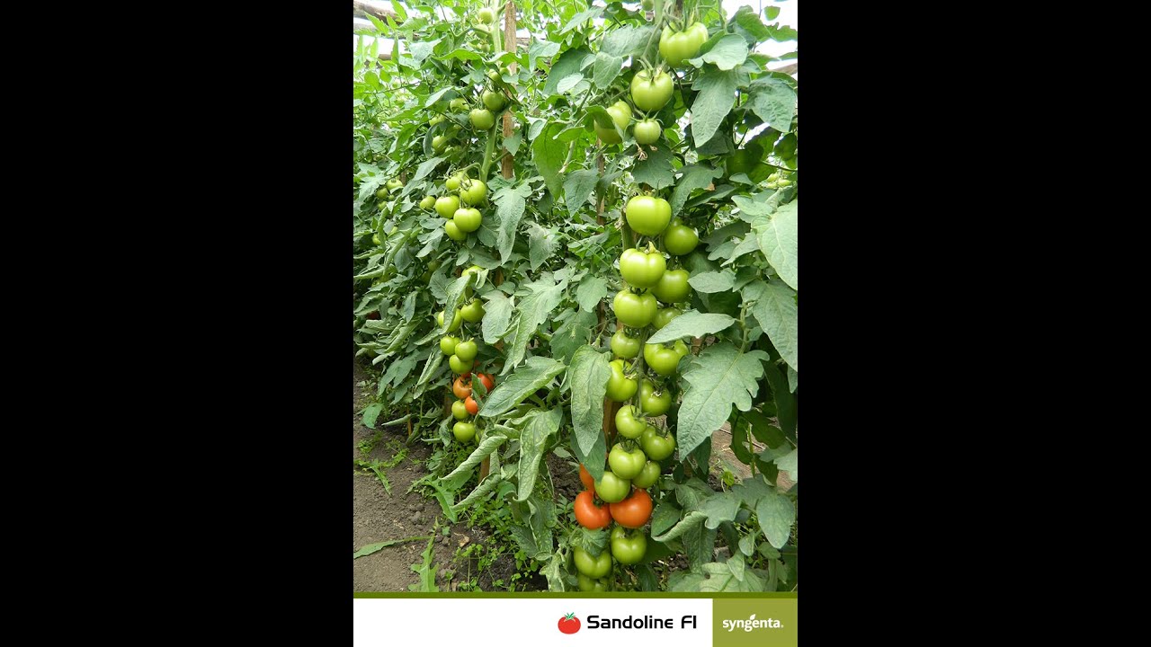 Hibrid tomate (rosii) nedeterminate Sandoline F1/Izmir F1/Kingset F1/ Toleranță la TSWV /Syngenta