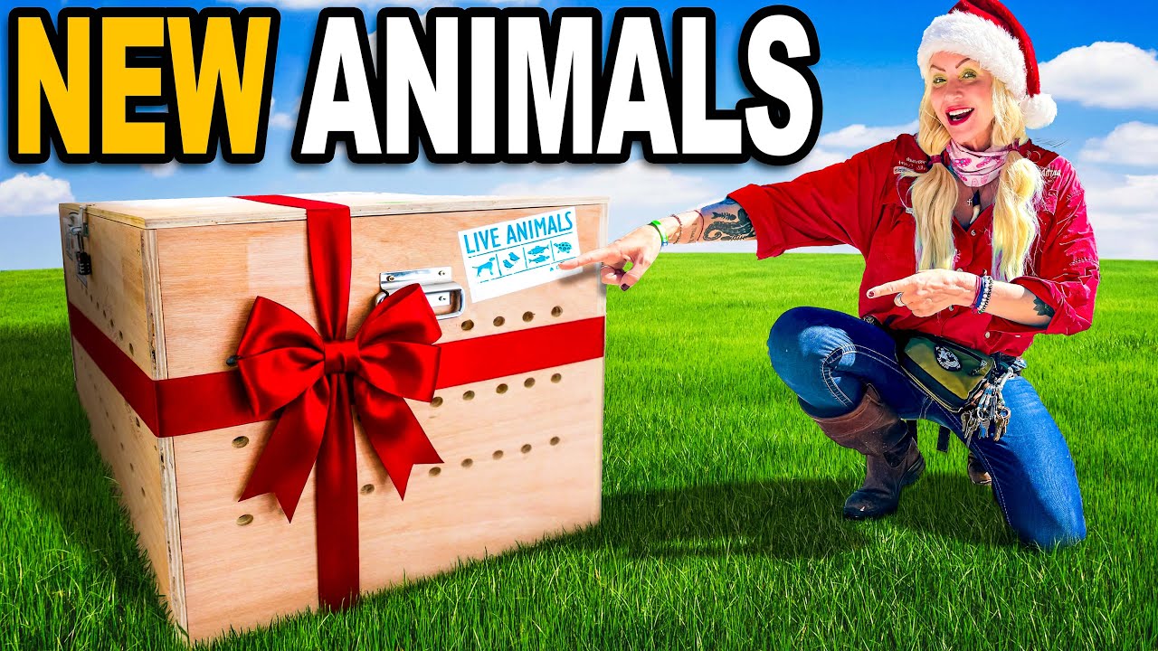 На Рождество мы получили новых сумасшедших животных!