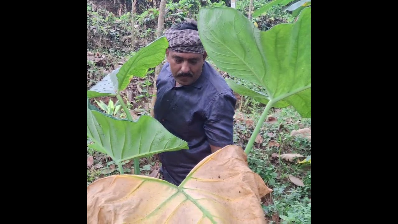 ഇന്ന് കുറച് വലിയ ചേമ്പിൻ്റെ വിളവെടുപ്പ്