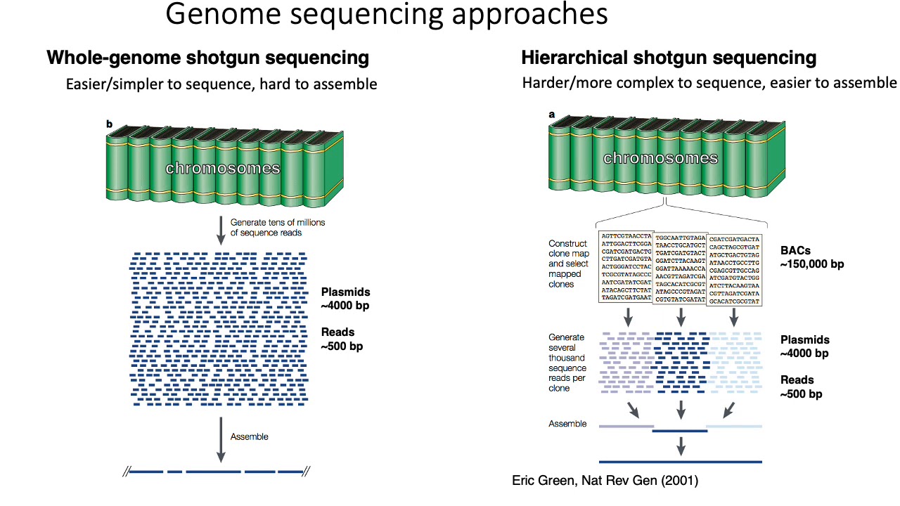 MCB 182 Lecture 2.3 - Shotgun sequencing