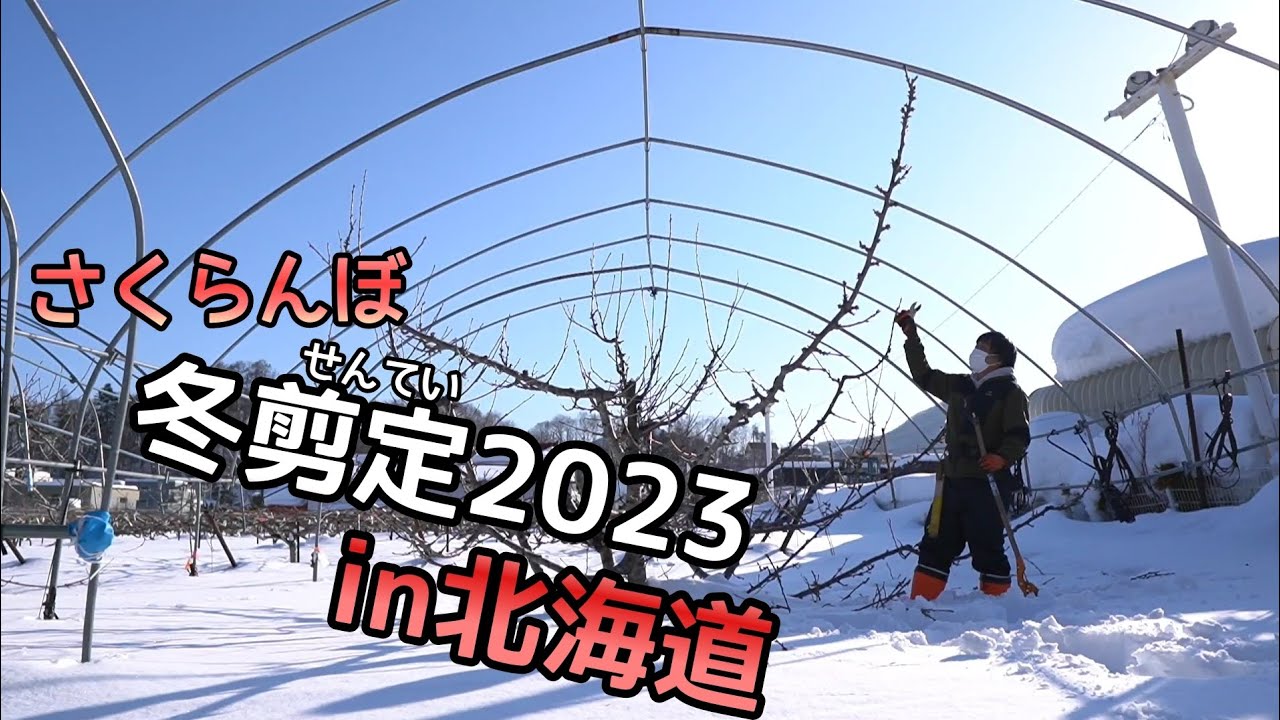さくらんぼの冬剪定2023in北海道/α6600