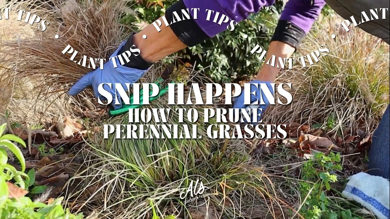 Snip Happens: How to Prune Perennial Grasses