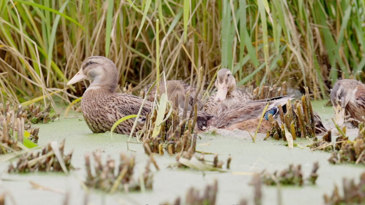 Rice Fish Duck system combines ecological harmony with Chinese wisdom