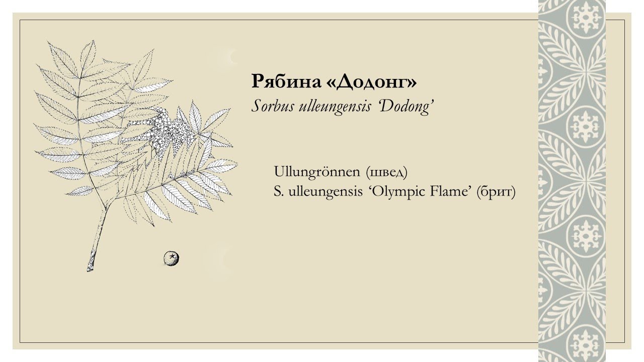 Рябина Додонг ('Dodong'), фрагмент вебинара 