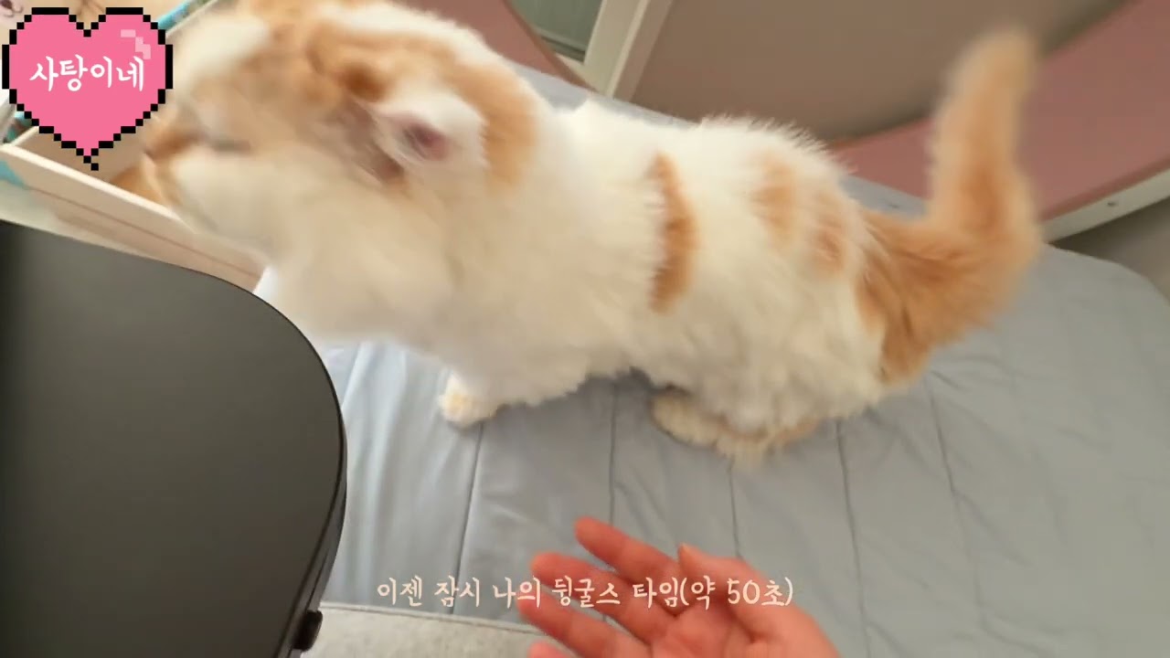 🔅🔆안녕! 나는 푸딩!(feat.골드)🔆🔅