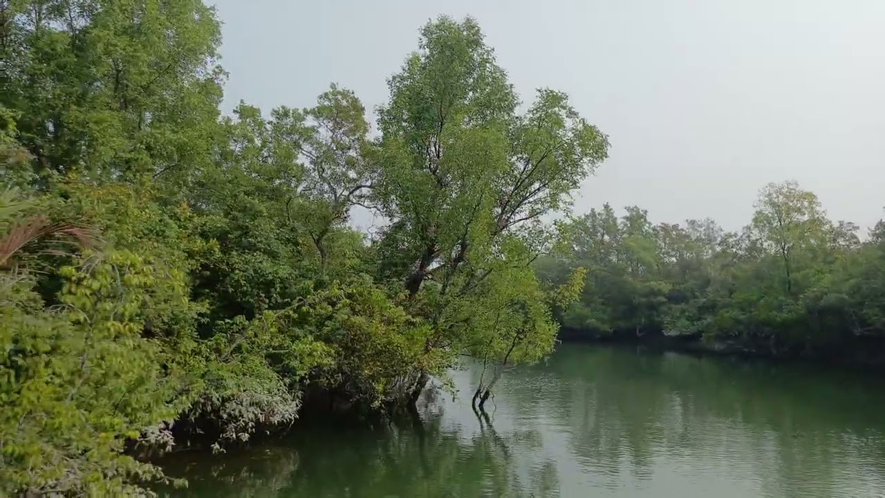 সুন্দরবনের ভিতরে খাল দিয়ে
