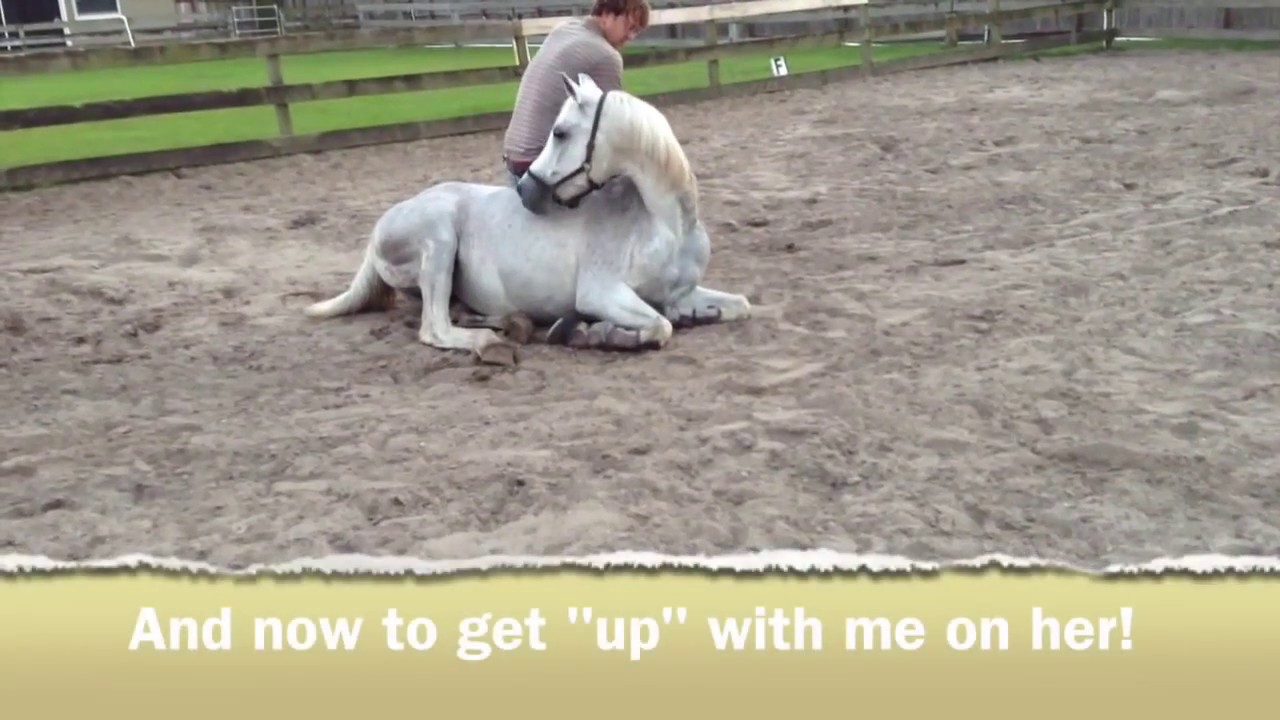 Wild Arabian Mare to trusting friend