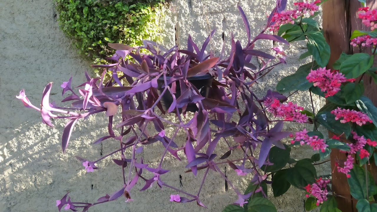 Trapoeraba Roxa Linda Folhagem Pendente com Flores Cor de Rosa