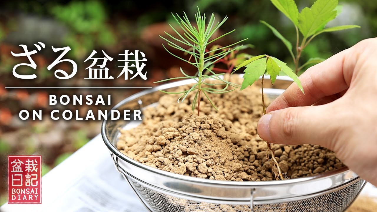 太く、大きくするならザル盆栽 モミジ 黒松 ケヤキ 姫りんご【Bonsai diary 盆栽日記 7/11】初心者の簡単盆栽の作り方 育て方 bonsai beginner EOS R5 撮影