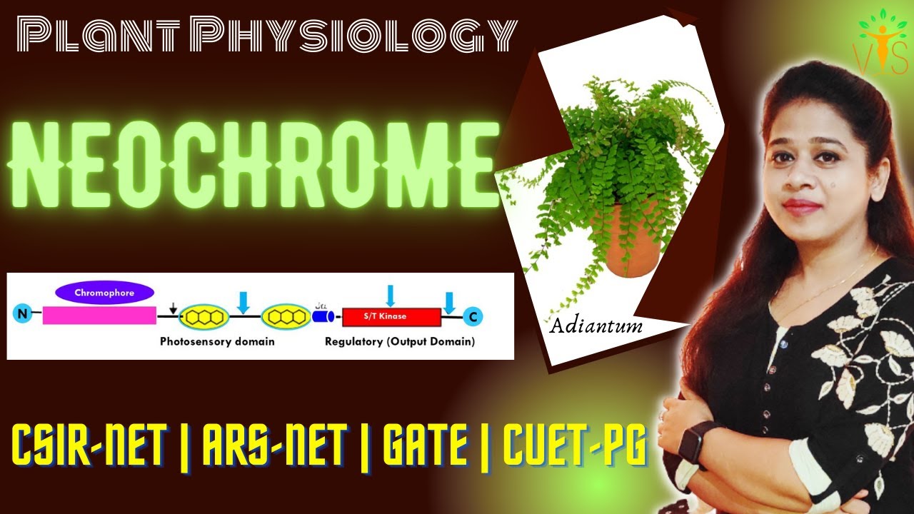 Neochrome | Neochrome Structure | Sensory Photobiology CSIR NET | Plant Physiology CSIR NET