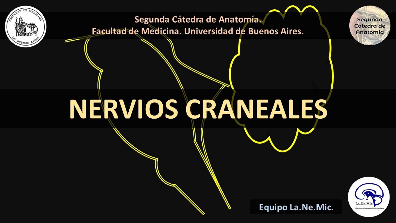N3 | Nervios craneales: columnas nucleares | Anatomía 2 | FMed UBA