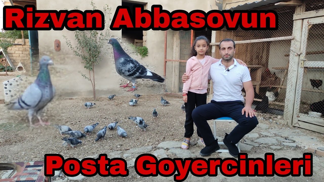 Rizvan Abbasovun Posta Goyercinleri