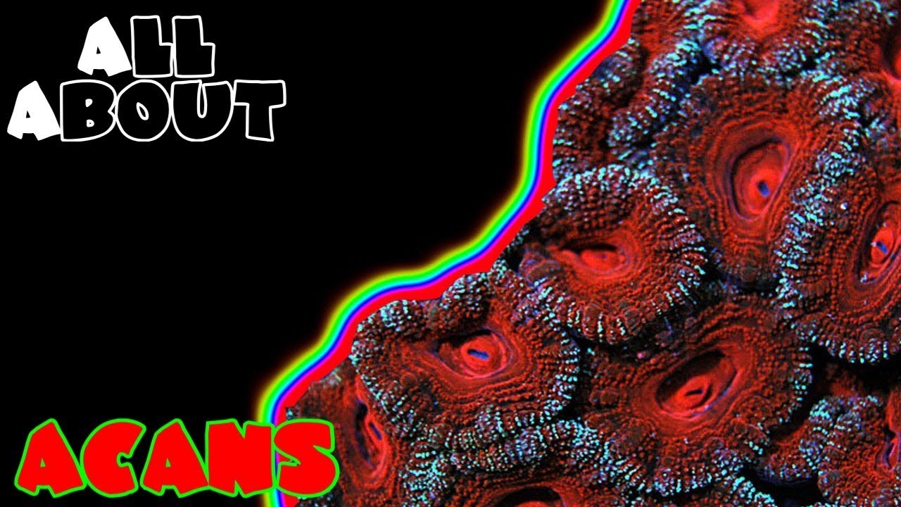 Всё о кораллах Акантастрея (Acanthastrea Coral), Акан Лорд (Acan Lord) или Микромусса Лордхоуэнси...