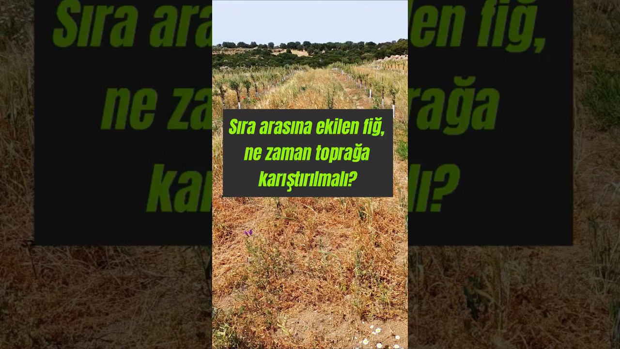 Sıra arasına ekilen fiğ, ne zaman toprağa karıştırılmalı? #zeytin #zeytinyağı #arbequina #olive
