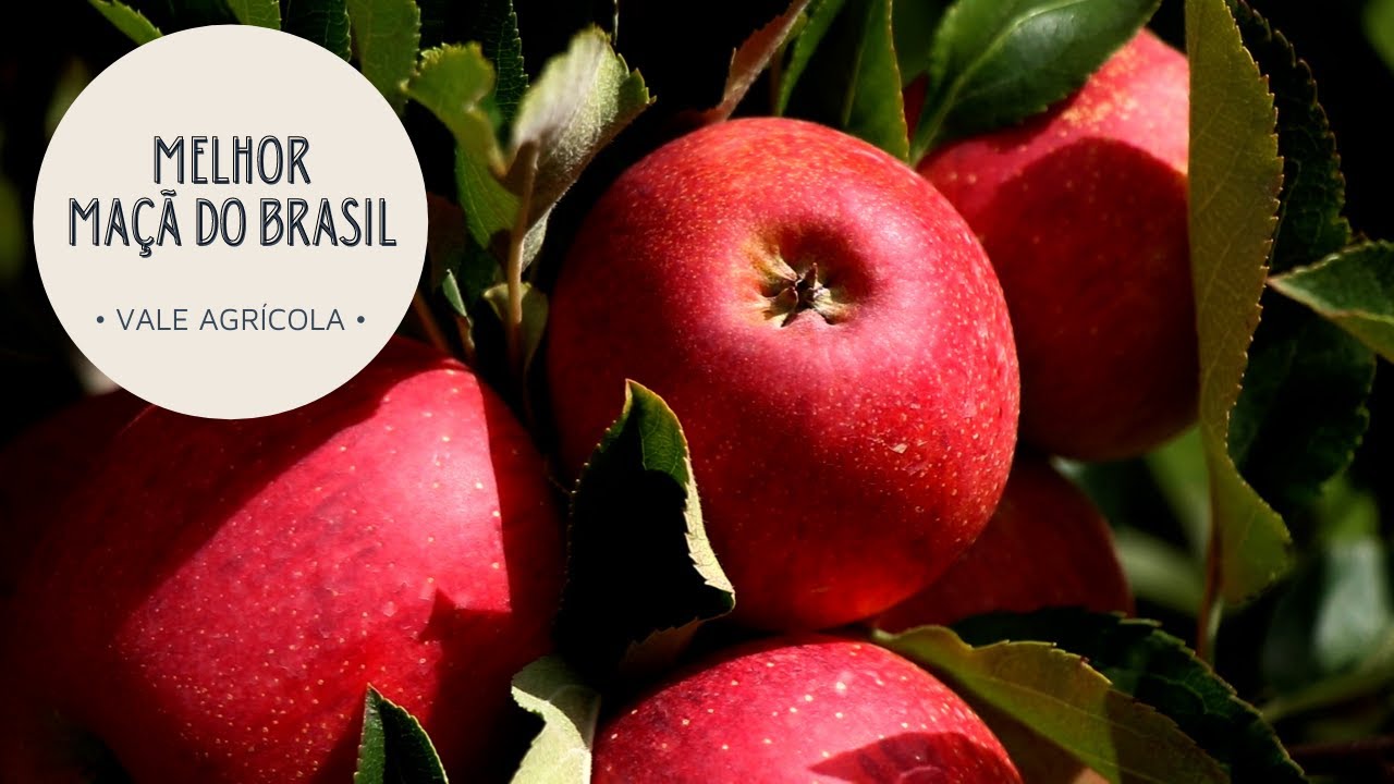 A terra da melhor maçã do Brasil!