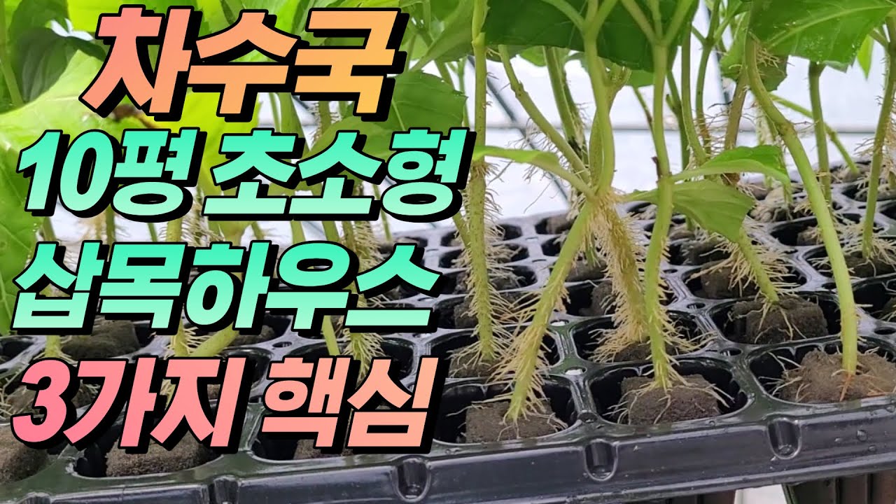 단맛 설탕 1000배, 수국차 삽목 3가지 비밀