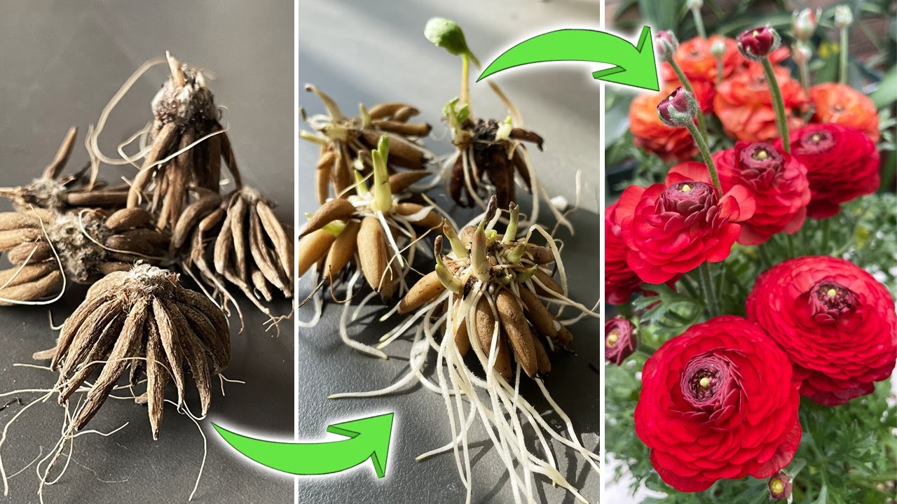 Growing Red Rose-like Ranunculus Flowers for Winter Garden Addition (For Zones 9-11)