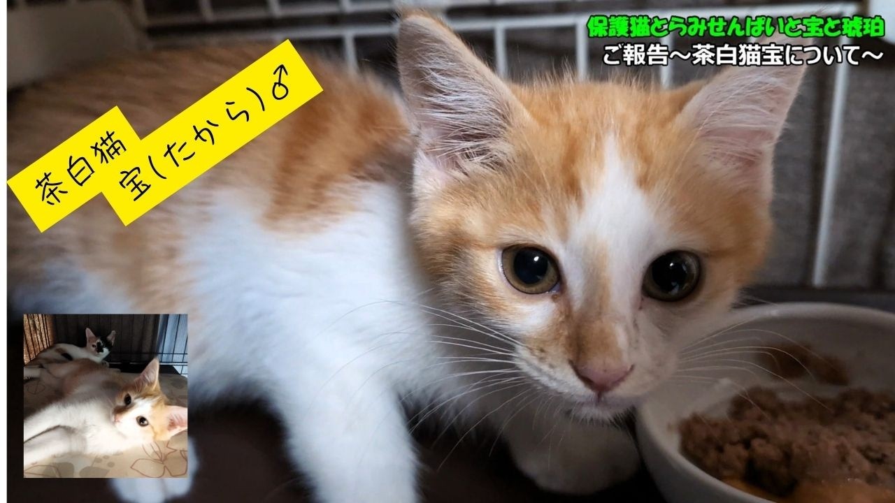 ご報告【茶白猫宝について】