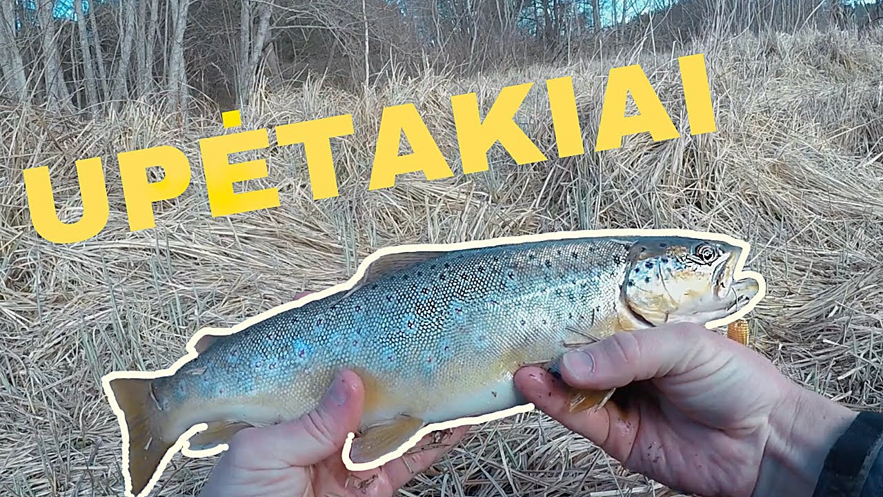 Upėtakių žvejyba spiningu upėje