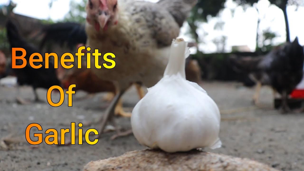 Benefits Of Feeding Garlic To Chickens || मुर्गियों को लहसुन खिलाने के फायदे || Desi Murgi Palan ||