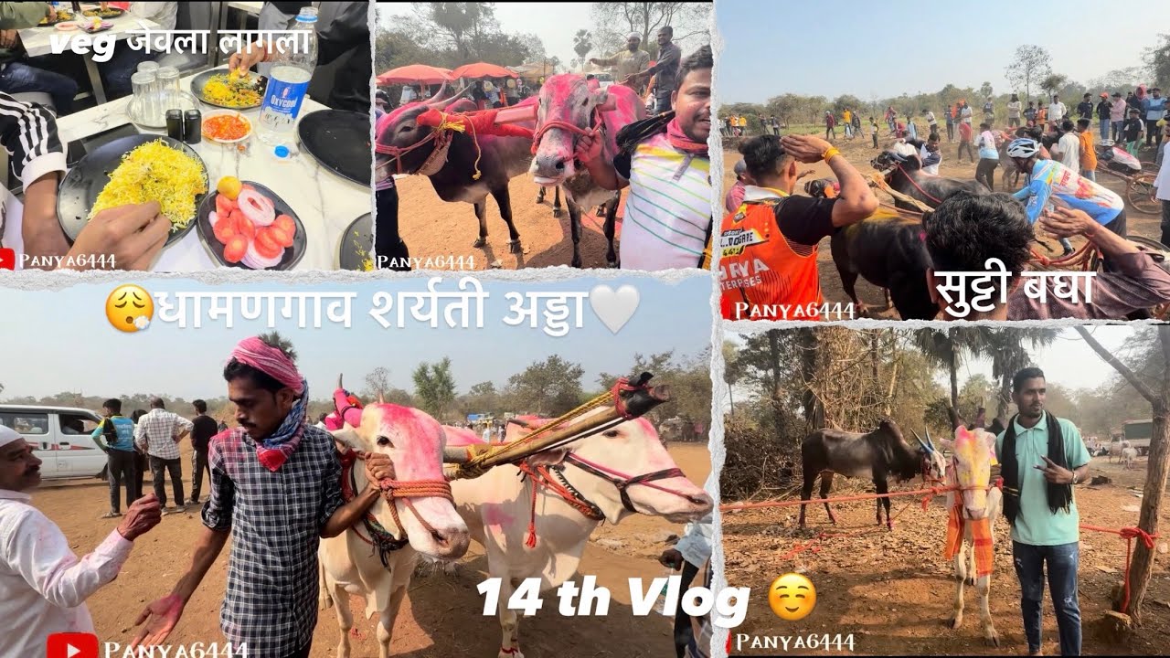 Vlog no 14🙂  बैलगाडा शर्यत अड्डा धामणगाव 🤍