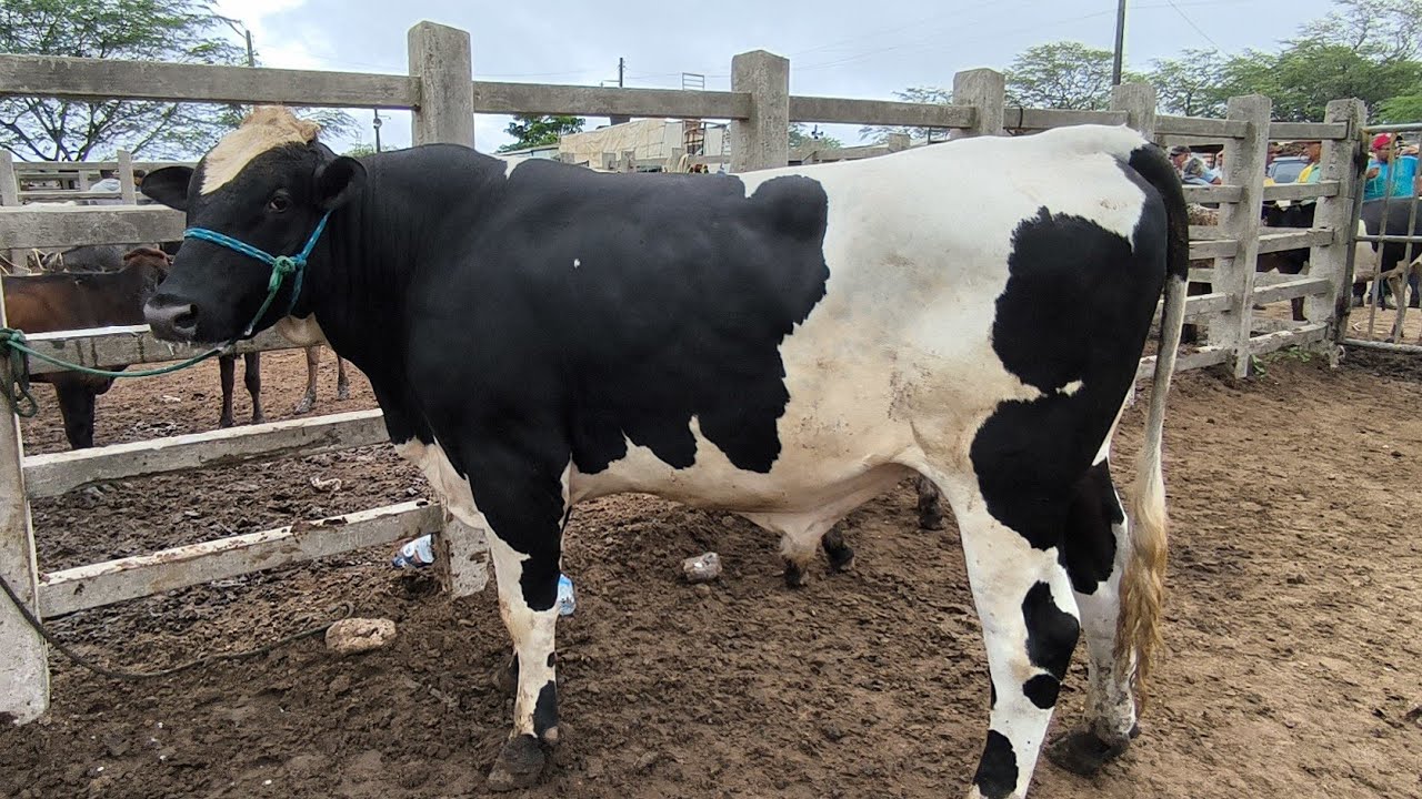 FEIRA DO GADO DE CAMPINA GRANDE-PB BOI GORDO A 23 KG NA BALANÇO 04/03/2026