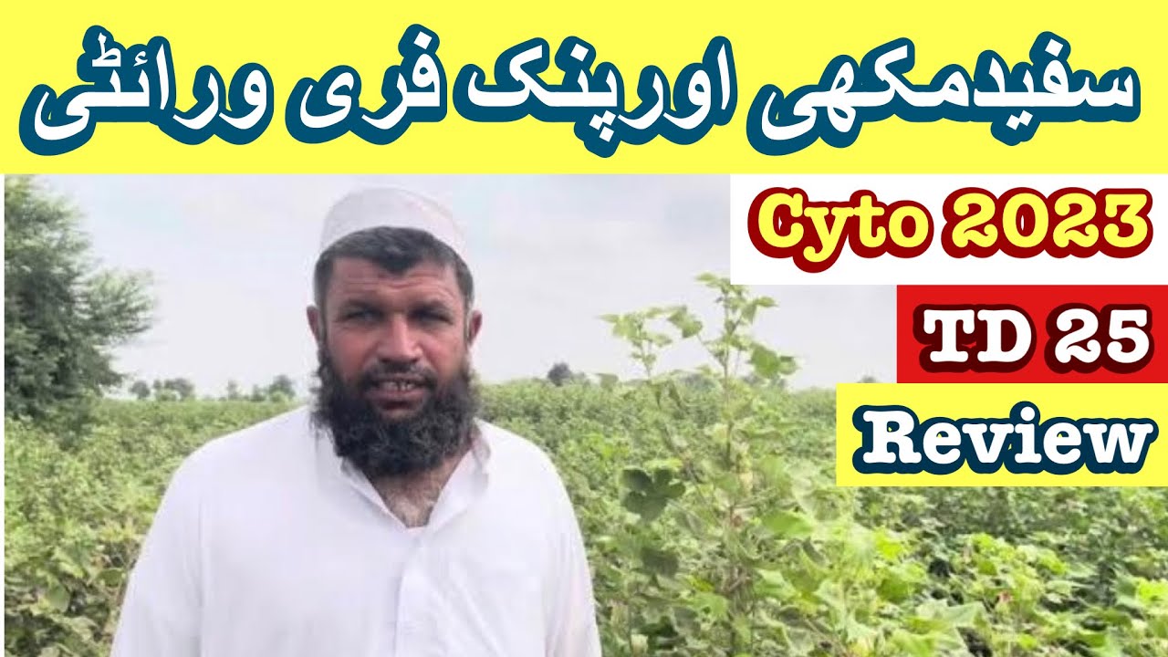 Cotton farming l TD 25 & Cyto 2023 review l cotton fields l cotton farmers