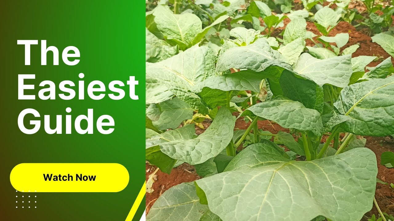 Planting managu: Easy guide on propagating and transplanting African Nightshade/managu seedlings