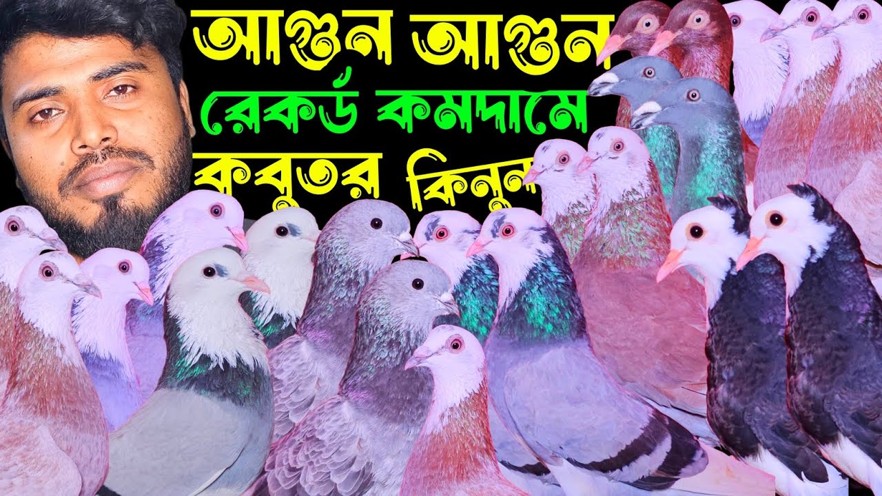 আগুন অফারে রেকর্ড পরিমান কমদামে গররা,আফসান বাগা,রেসার,ফেন্সি কবুতর | বাকবাকুম পায়রা | Pigeon |