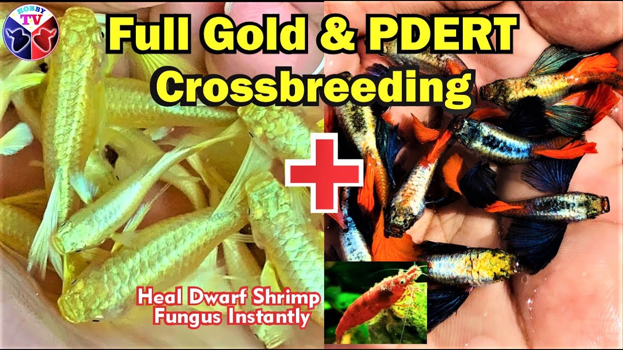 Скрещивание рыбок гуппи Full Gold и PDERT