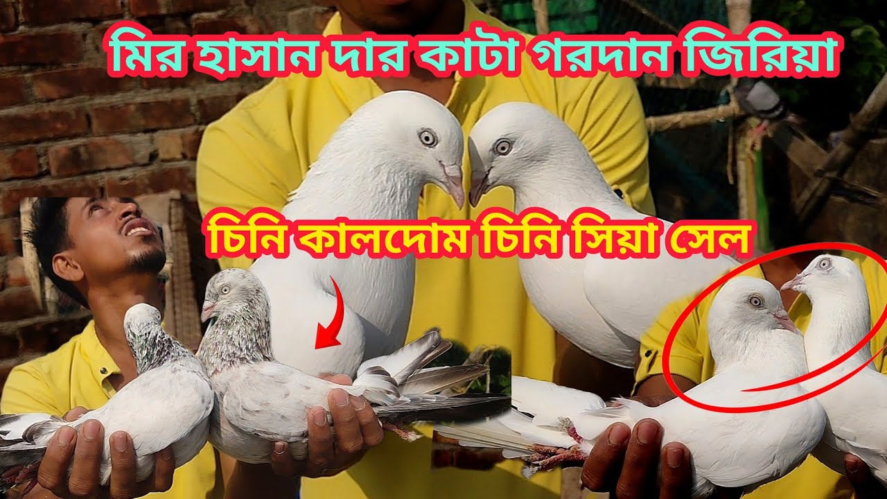 মির হাসান দার সেরা সেরা পায়রা বিক্রয়। Soumen pet valogs 2025