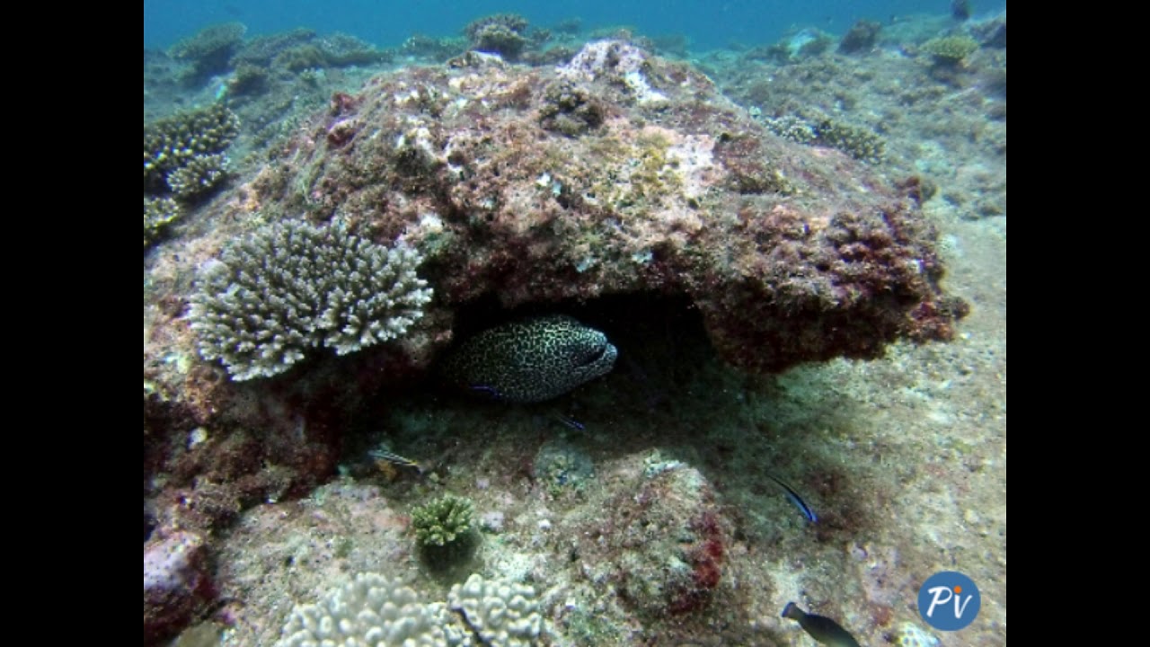 Parco marino di Watamu