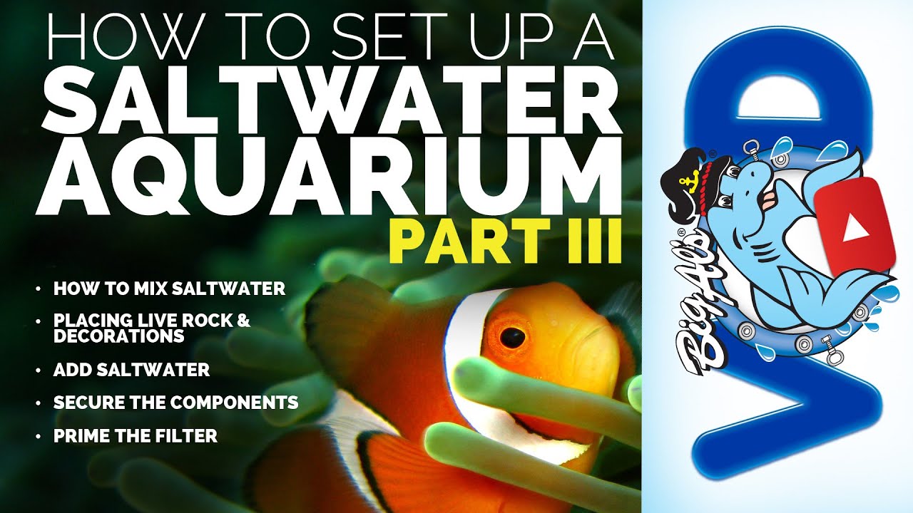 How To Set Up a Saltwater Aquarium • Part III • BigAlsPets.com