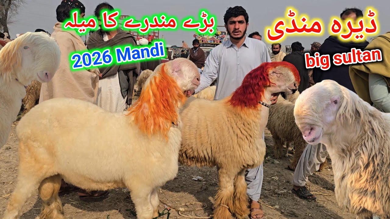 11 February 2026 ڈیرہ غازی خان منڈی کا جائزہ لیں  منڈی ڈاؤن وپاریوں کی چیخ و پکار دیکھیں 