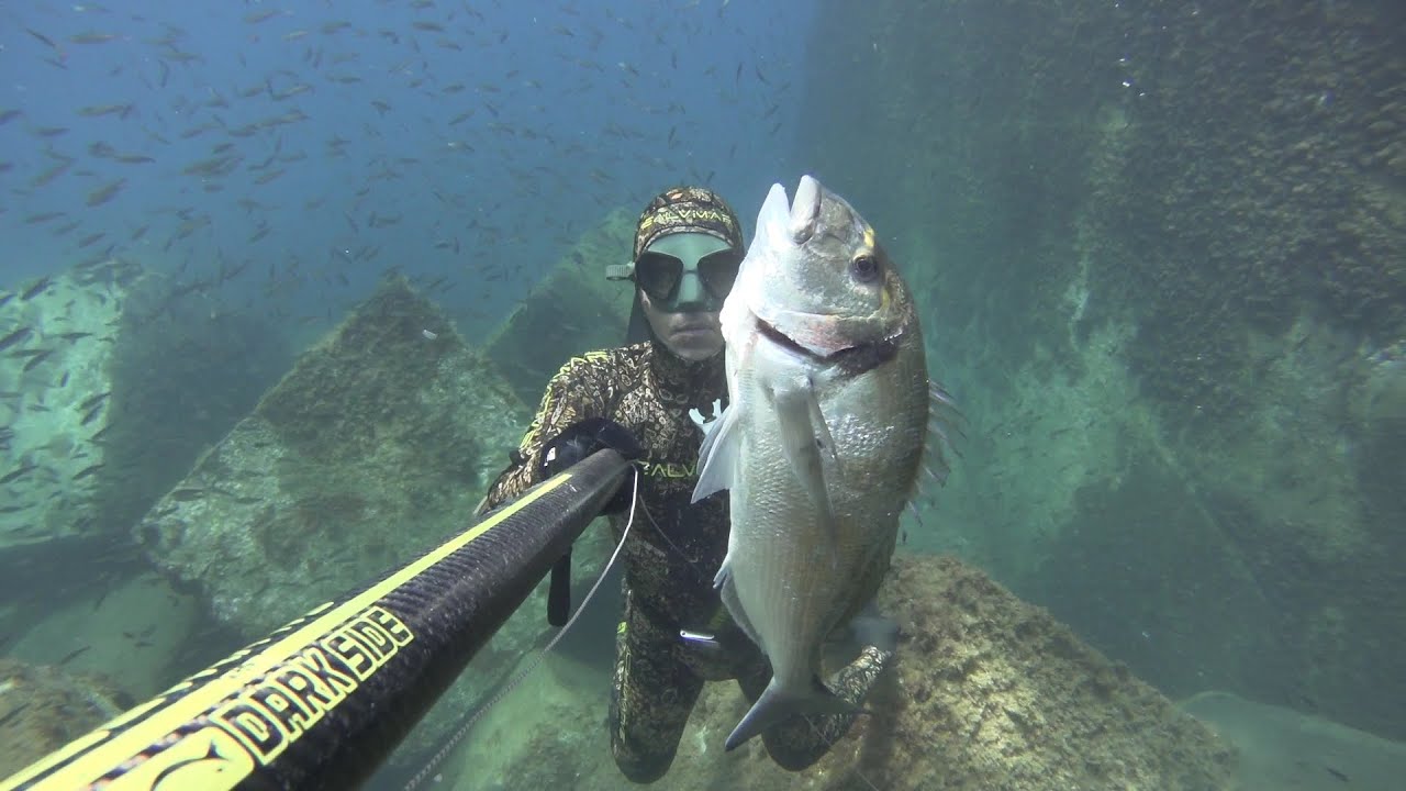 Recopilacion pesca de doradas en el Mediterraneo