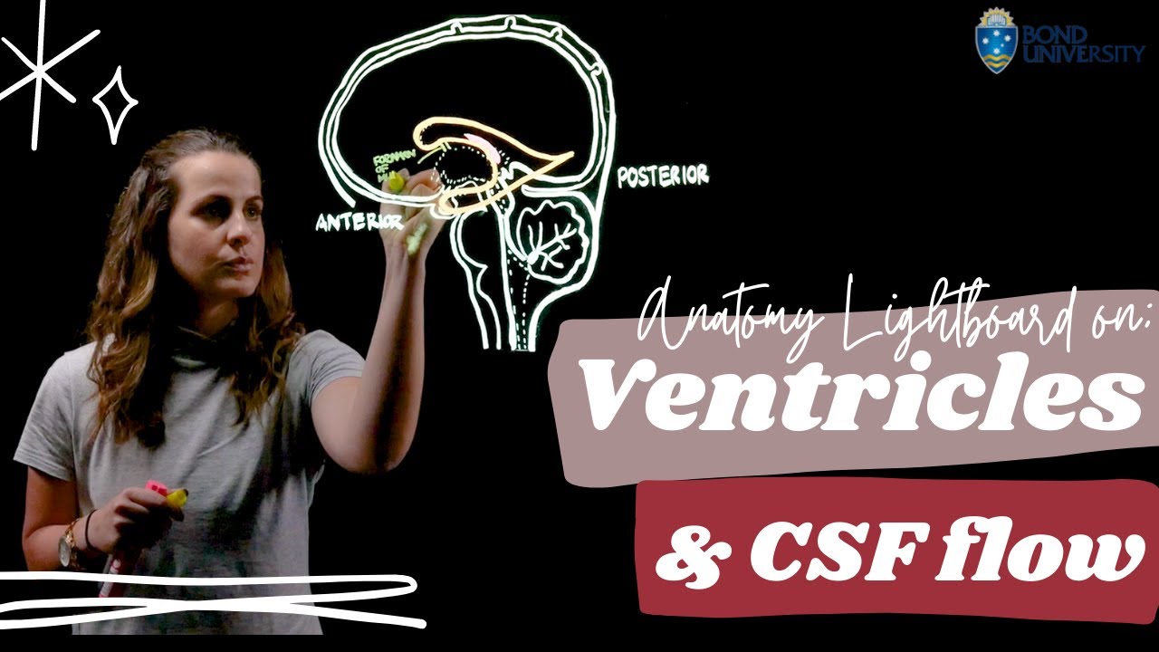 Lightboard on the Anatomy of Ventricles and CSF Flow