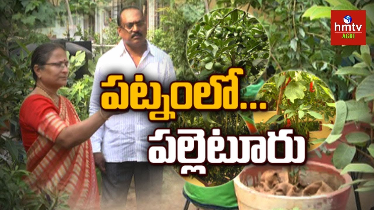 Terrace Gardening - Pinnaka Padma Success Story | Hyderabad | hmtv Agri