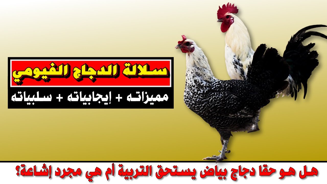 تربية الدجاج الفيومي البياض🐓 مميزاته و سلبياته و ثمنه (بالدرهم المغربي)🐔