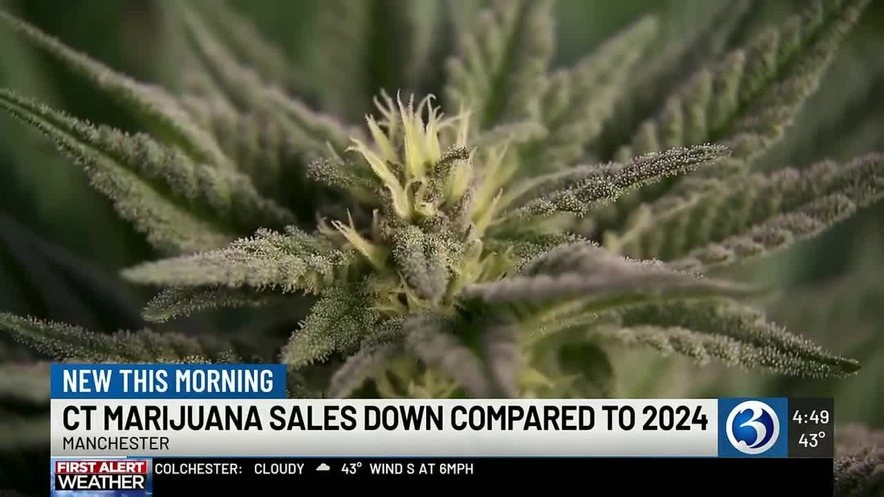 Cannabis sales decline in 2025 despite record December