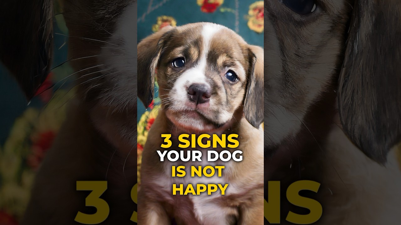 3 Signs Your Dog is Not Happy😨