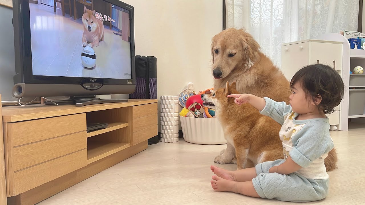 隣にいる豆柴になんでこの時吠えたの？と問いかけるゴールデンレトリバーが可愛すぎました...