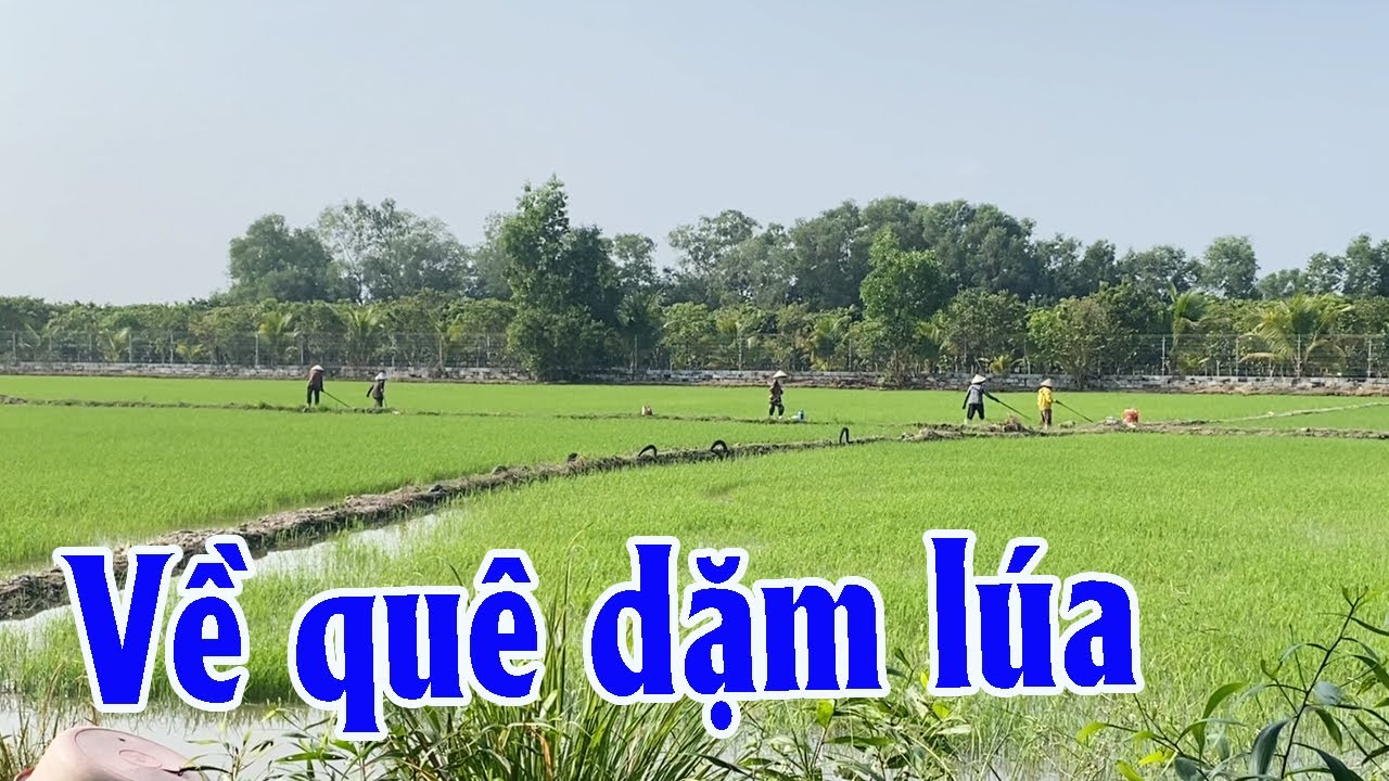Về Quê Dặm Lúa, Tìm Lại Chút Thảnh Thơi Nơi Gốc Rạ | Góc Miền Tây #575